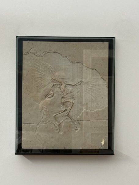 Kunstwerk Neopteryx von Andreas Greiner Kunstwerk Neopteryx von Andreas Greiner